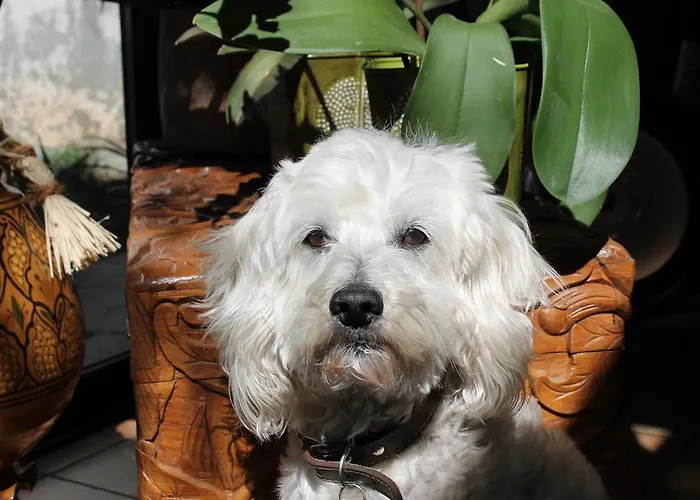 Aparthotel Domaine Le Clos Des Oliviers